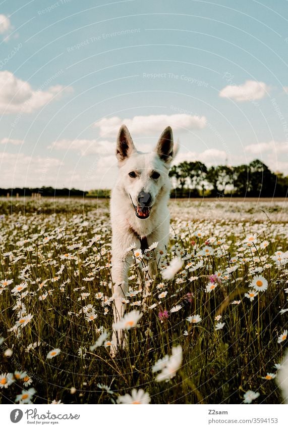 White shepherd dog in a flower field Walk the dog Dog Shepherd dog Flower field Kitsch Animal Pet Forest Nature Landscape huts Field peasant Evening sun Sunset