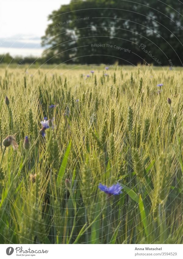 A cornfield with flake flowers at sunset Cornfield Field Grain Agriculture Summer Ear of corn Nature Grain field grain Plant Knapweed Landscape Sunset Nutrition