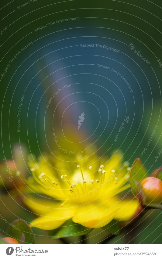 St. John's wort blossom bleed Nature flowers Plant Macro (Extreme close-up) Yellow Delicate Shallow depth of field Blur Blossoming Close-up Summer Fragrance