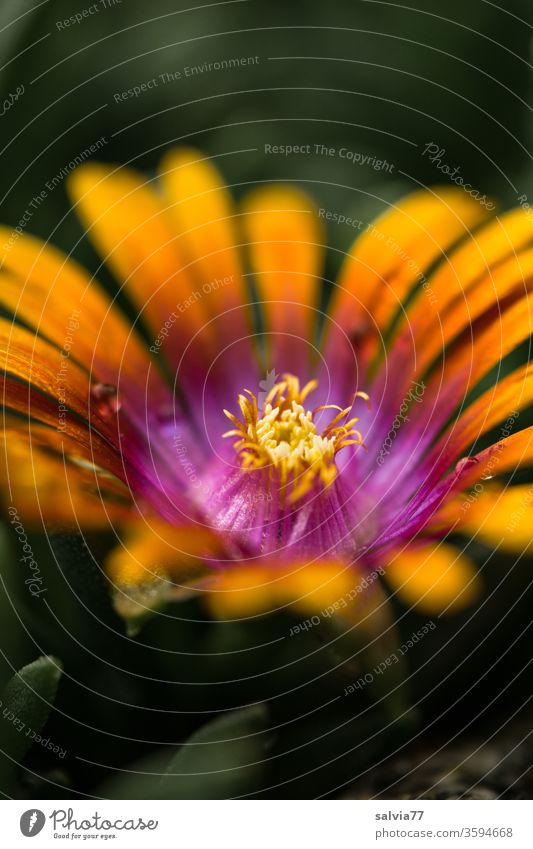 orange pink coloured calyx of an ice plant, Cephalophyllum flowers bleed Nature midday flower blossom variegated Orange pink Plant already Garden Fragrance