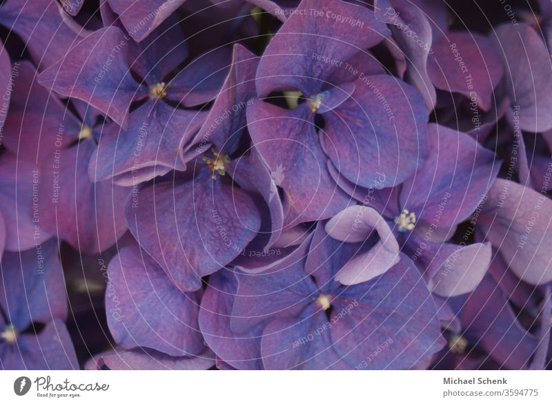 a purple garden hydrangea in full bloom nature flowers plant bloomed Nature Garden Colour photo Violet Macro (Extreme close-up) Beautiful