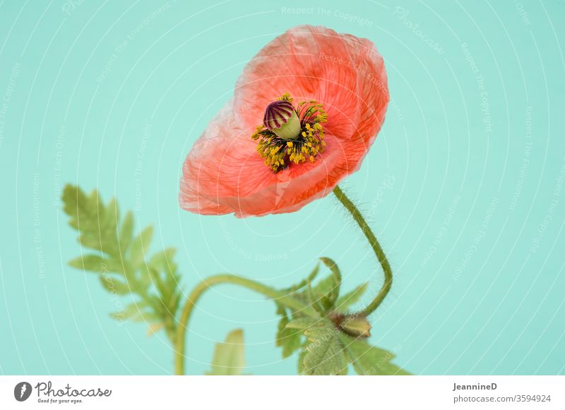 poppy flower Poppy Poppy blossom Interior shot Studio shot bleed Plant Blossoming Red Shallow depth of field turquoise Summer Still Life Deserted Close-up