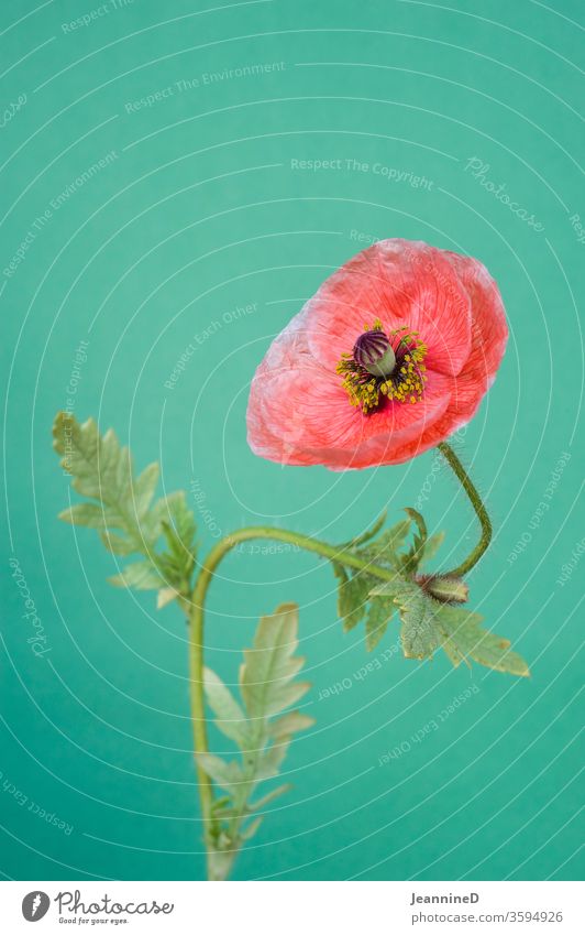 Poppy flower with neutral background Poppy blossom Interior shot Studio shot bleed Plant Blossoming Red Shallow depth of field Summer Still Life Deserted