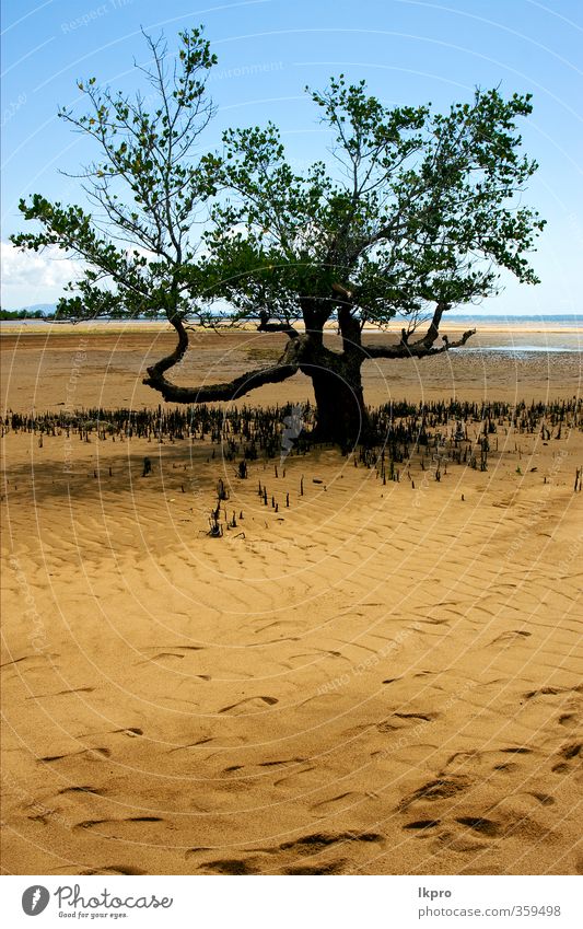 .tree in the lokobe reserve in the coast of madaga Ocean Sky Clouds Tree Leaf Park Rock Coast Blue Brown Yellow Gray Green Black Madagascar land sand beach Tide