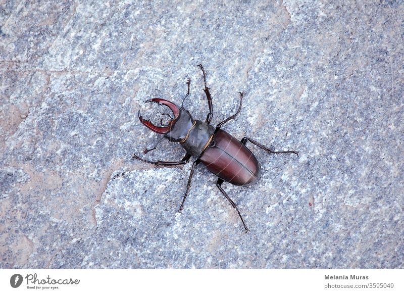 Male of stag beetle close up, view from above. Lucanus Cervus. Big insect with massive horns on stone background. amazing animal big black brown bug cervus