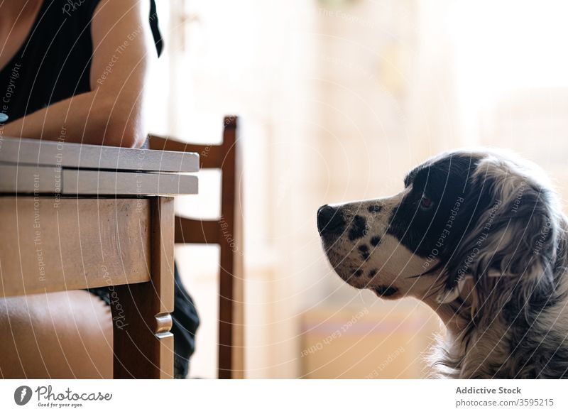 Obedient attentive dog sitting beside crop owner working at desk at home pet obedient pensive woman calm loyalty english setter doggy friend domestic canine