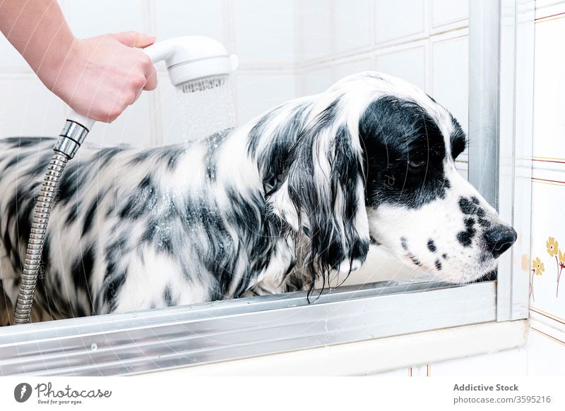 Woman bathing obedient dog in tub at home after stroll owner wash shower comfort pet english setter treat feed canine care sad hand clean hygiene friend animal