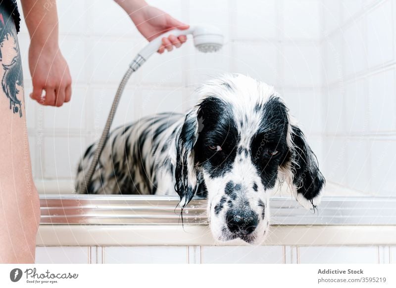 Woman bathing obedient dog in tub at home after stroll owner wash shower comfort pet english setter treat feed canine care sad hand clean hygiene friend animal