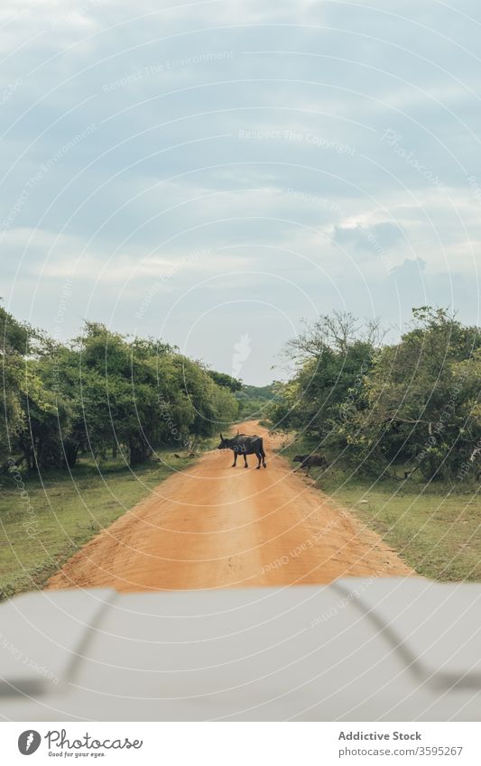 African buffaloes crossing sandy road in safari park wildlife african buffalo cape buffalo animal greenery tree daytime summer fauna nature tranquil natural