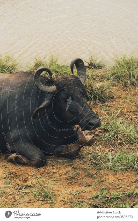 African buffaloes lying down near lake safari dirty wildlife park african buffalo cape buffalo cloudy animal nature pond peaceful tranquil relax calm fauna