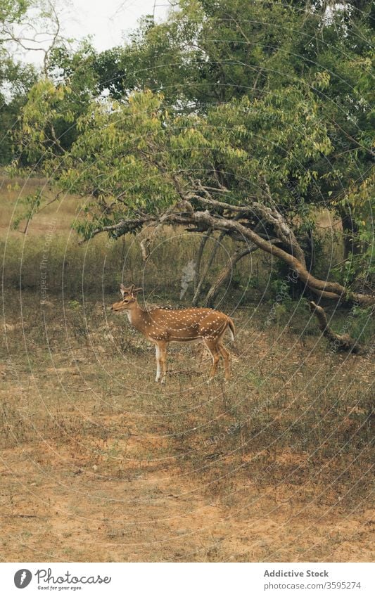 Spotted deer in wildlife park pasture safari spotted deer axis axis lawn graze animal nature daytime green mammal tree axis deer forest environment field fauna