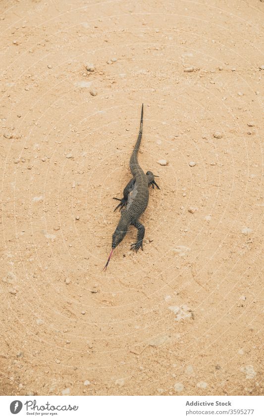 Monitor lizard on sand in safari park monitor reptile animal nature wildlife terrain summer environment walk freedom natural ground fauna tranquil landscape