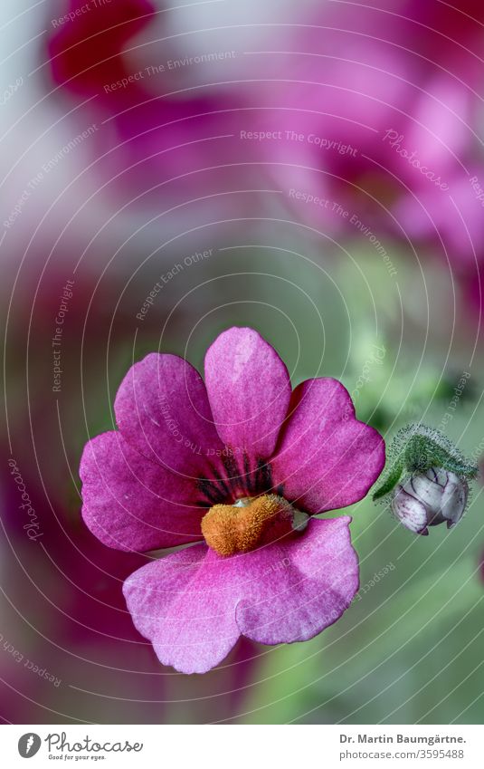 Pink Nemesia hybrid, close-up flowering Scrophulariaceae South African herb herbaceous annual plant decotive ornamental