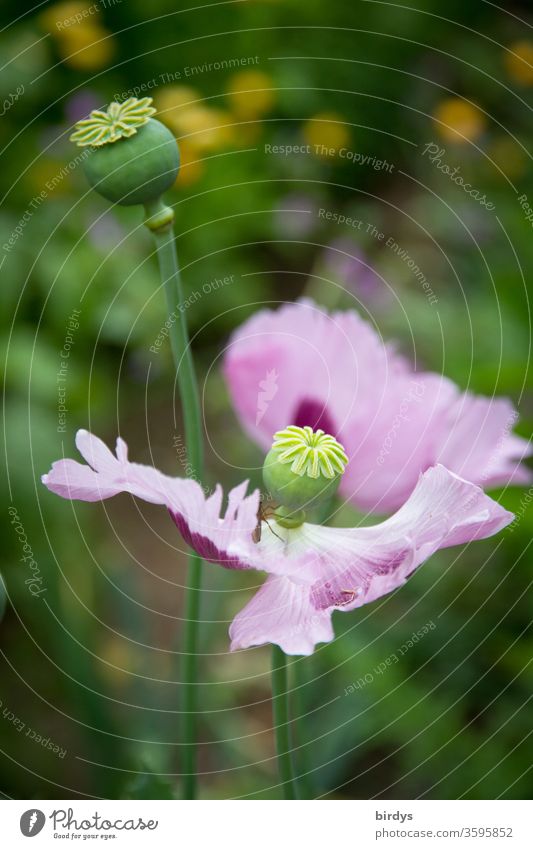 Opium poppy in a garden at the end of the flowering period. Poppy capsules, poppy blossom bleed seed pods fade Garden Close-up opium flowers Intoxicant