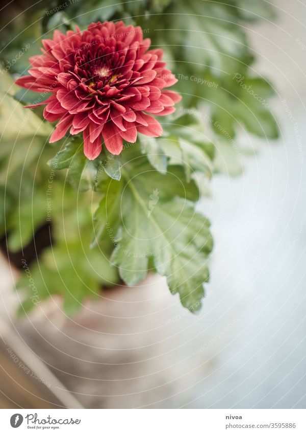 red flower Flower leaves Plant Blossom Nature Close-up Colour photo Beautiful Leaf Shallow depth of field Exterior shot Pink Rose blossom Detail Green Natural