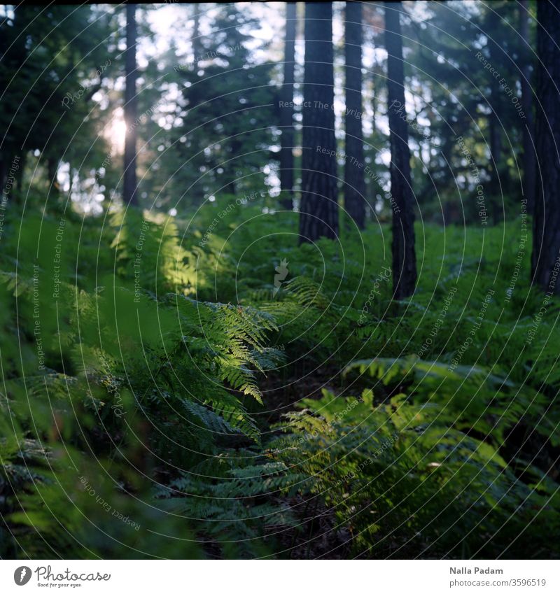 Sunrise in the forest Forest Fern Morning tree huts green Brown Deserted Analogue photo flora Nature Exterior shot Sunlight Light Sunbeam Colour photo Plant