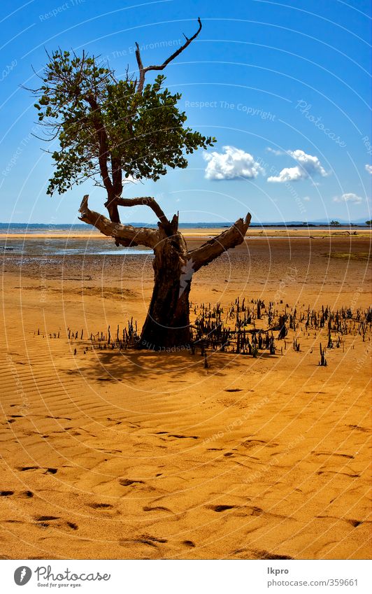 tree in the lokobe reserve in the coast of Ocean Sky Clouds Tree Leaf Park Rock Coast Blue Brown Yellow Gray Green Black Madagascar land sand beach Tide reflex