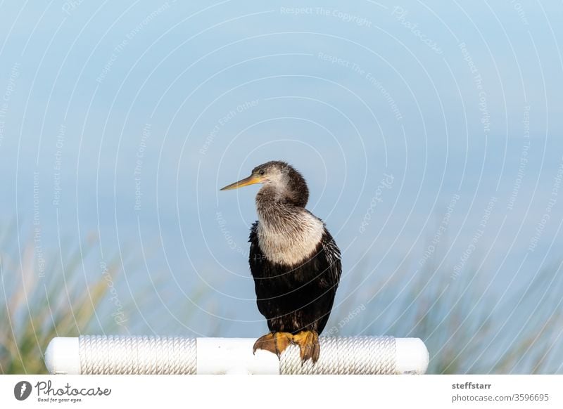 Close up on a female Anhinga bird also known as Anhinga anhinga Bird darter snakebird American darter water turkey snakeneck bird wild bird marsh close up