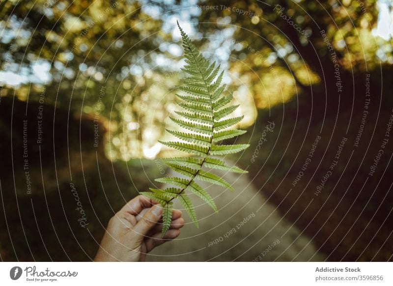 Crop unrecognizable person holding fern leaf idyllic harmony forest show vegetation environment botany ecology foliage flora daytime elastic large natural