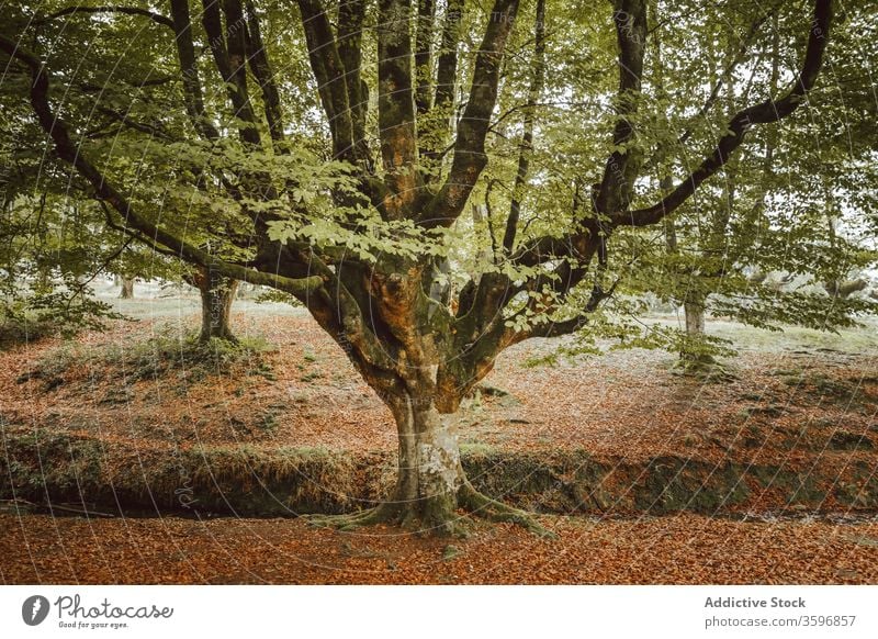 Big tree with large branches near creek in park trunk foliage stream woodland harmony idyllic nature autumn scenery untouched picturesque forest calm silent