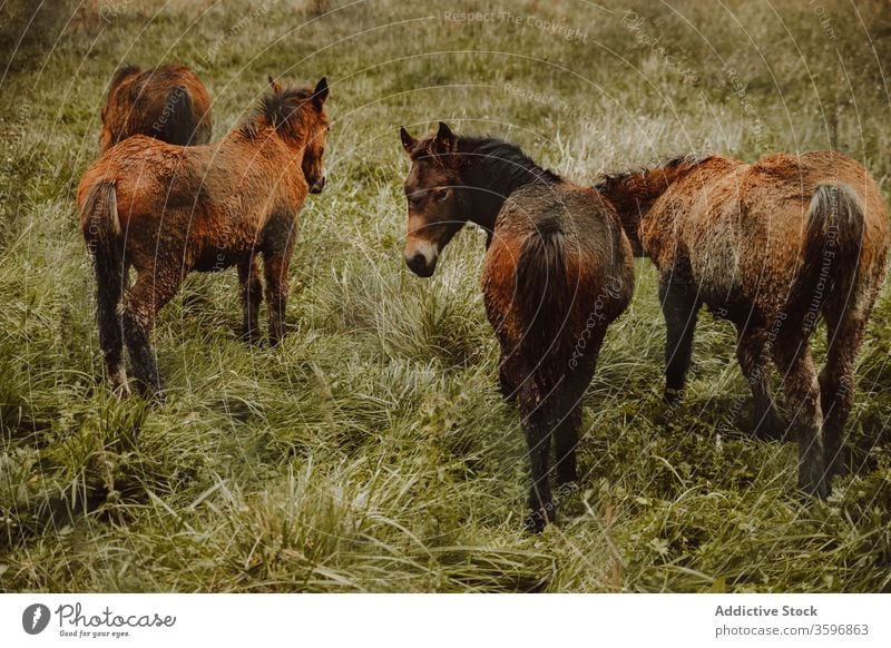 Horses grazing in green meadow horse graze pasture tree grassland field sky animal purebred stallion equine landscape breed chestnut Urkiola Natural Park park