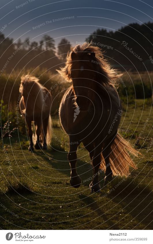 Earth, wind & sun Nature Spring Summer Autumn Beautiful weather Wind Meadow Animal Pet Farm animal Horse Pelt 2 Baby animal Animal family Running Movement