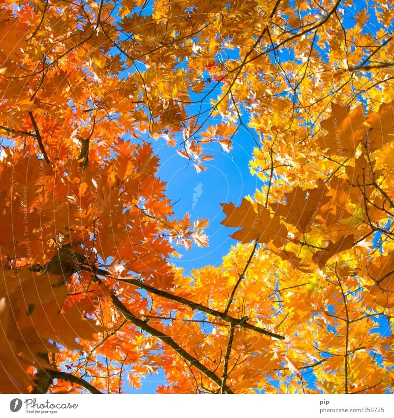 in the middle of autumn Environment Nature Plant Autumn Beautiful weather Tree Leaf Branch Blue Brown Yellow Gold Red Seasons Autumnal colours Above Tall Hollow