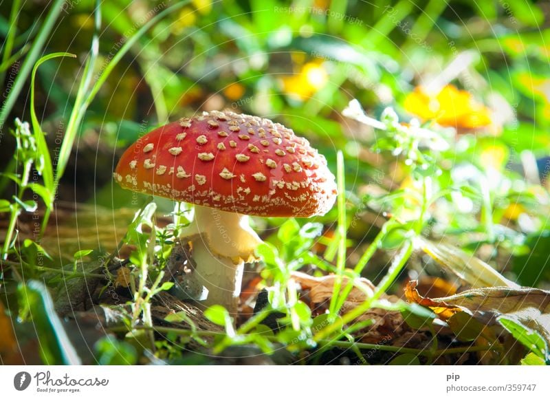 flymushroom Environment Nature Plant Beautiful weather Grass Mushroom Amanita mushroom Undergrowth Forest Green Red Poison poisonous mushroom Dangerous Hat