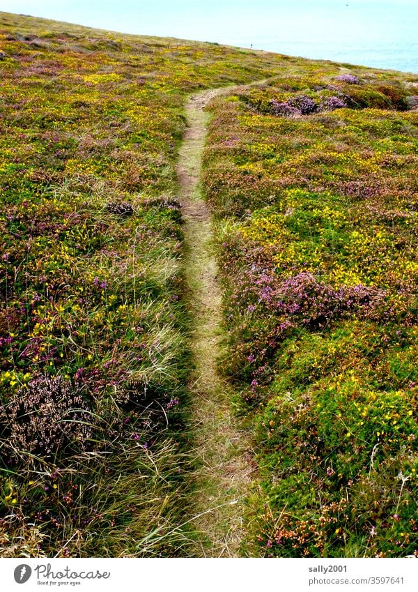 beaten path Trail off Lanes & trails Heathland Heather family Erika Broom Coast Hiking hiking trail tranquillity Loneliness Landscape