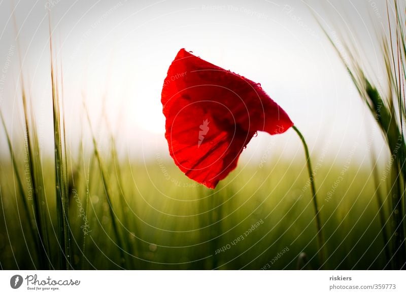 red passion iii Environment Nature Landscape Plant Sunrise Sunset Sunlight Summer Beautiful weather Rain Wild plant Poppy Cornfield Field Blossoming Glittering