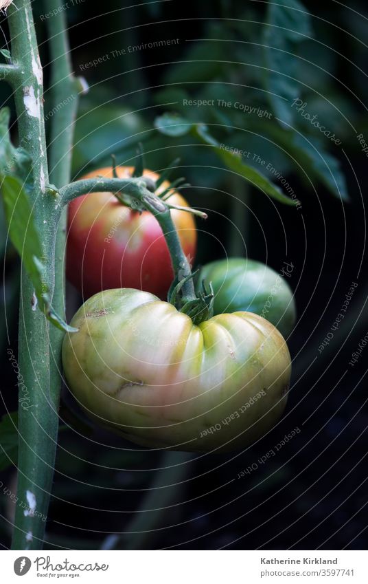 Green, yellow, and red heirloom tomatoes ripen on the vine in a summer vegetable garden. fruit veggie produce food growing ripening ripeness seasonal botany