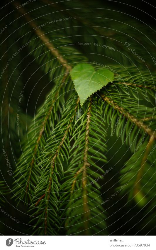 sweetheart Heart Leaf Green Heart-shaped Valentine's Day symbolic conifer branch Birch leaf Symbiosis Mother's Day Declaration of love With love Infatuation