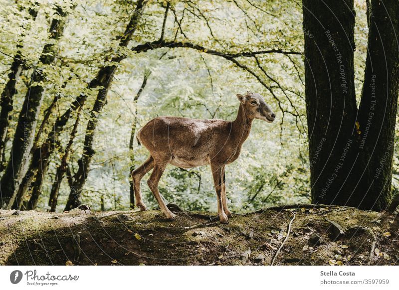 Mouflon/wild sheep in the wild European Mouflon Wild animal Sheep Animal Exterior shot Nature green Meadow Colour photo Landscape Animal portrait Environment