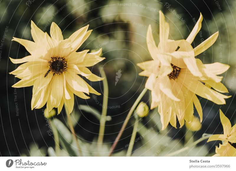 Picture of a yellow dahlia with insect Dahlia Yellow Plant bleed Nature Insect Nectar flowers Summer Animal Bee Close-up Macro (Extreme close-up) spring Garden