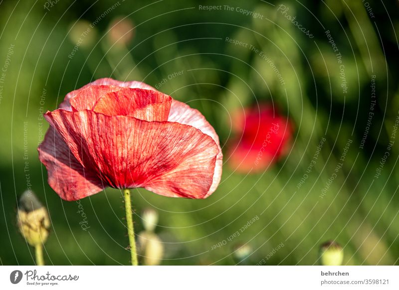 mo(h)ntag lust poppy flower Evening Landscape Poppy Poppy blossom poppies flowers bleed fragrant Fragrance Summer spring Back-light Sunset Sunlight Field Meadow