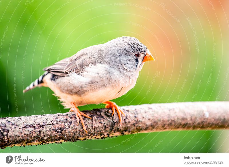 peep Animal portrait Close-up Beak Small pretty Fantastic Exotic Exceptional Finch Zebra Finch Bird feathers Grand piano Cute Branch Tree Nature plumage