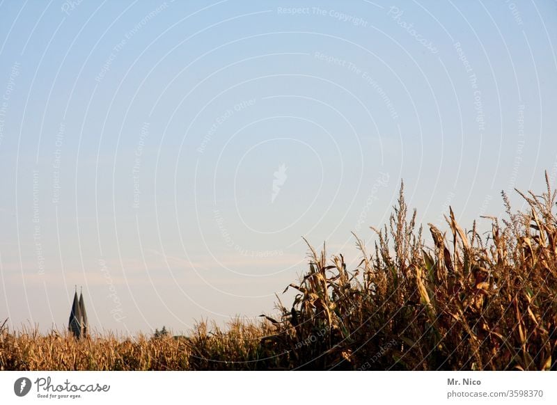 Architecture and nature I Leave the church in the village Nature Plant Field Church Church spire Maize field Sky Religion and faith Cloudless sky