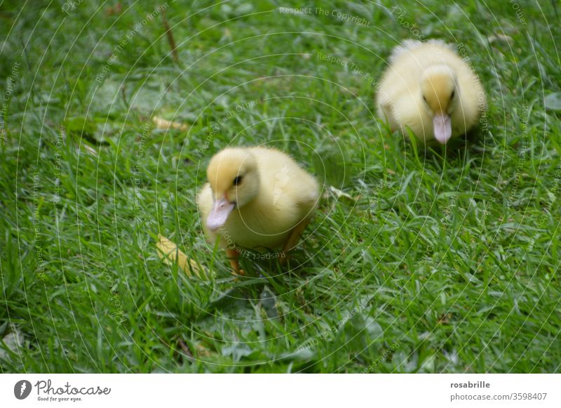 two fluffy ducklings on the grass Chick Duckling ducks youthful Grass Going Walking Meadow Small newly hatched feathers Fuzz Cute Babies Yellow Lawn