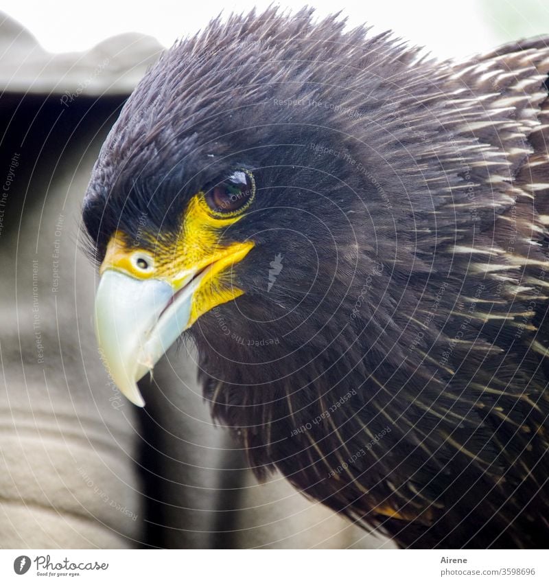 Sharp eye Bird of prey birds Beak Animal portrait Looking Hunting Wild animal Observe Wait natural great Pride Self-confident Force Watchfulness Brown Nature