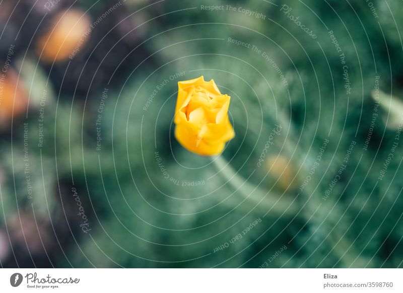 Yellow slightly opened bud of a flower flowers spring bleed Garden Nature Beginning start