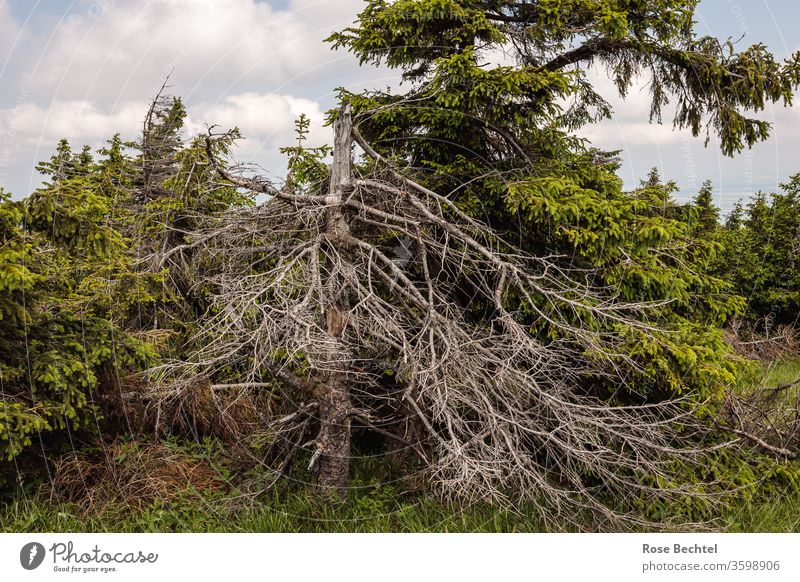 dead tree Log Environment Nature Death of a tree Exterior shot Colour photo Forest Deserted Forest death Climate change Environmental protection Landscape