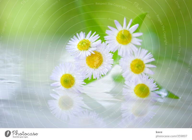 sunshine Nature Plant Stars Sun Sunlight Spring Summer Beautiful weather Flower Leaf Blossom Daisy Glass Blossoming Fragrance Friendliness Happiness Fresh