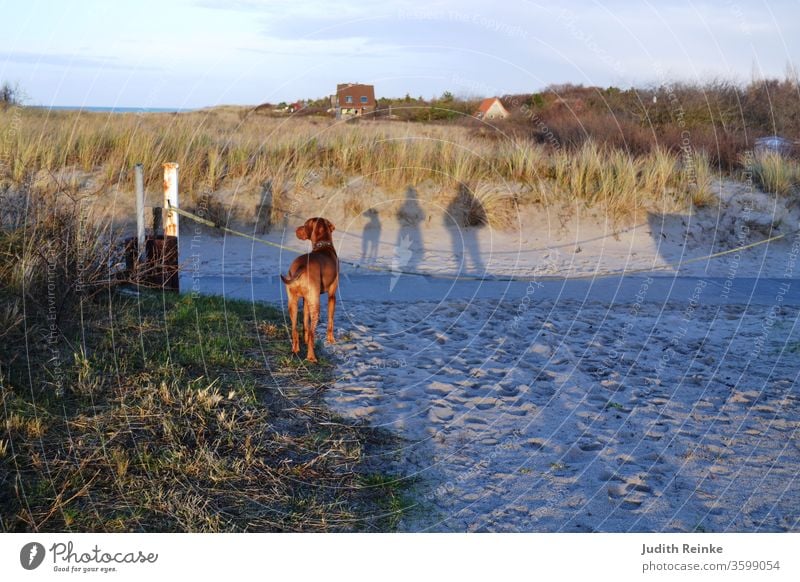 Family walk on the beach - woman, man and dog as shadow; dog (Magyar Vizsla) photographed from behind shadow plays Walk on the beach Family dog family dog