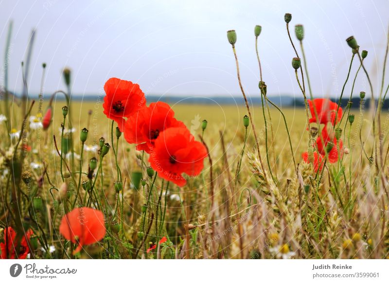 Poppy blossoms and seed capsules at the edge of the field poppy seed capsules Field flowers Country life country idyll