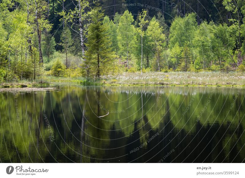 Home Holiday in Germany - Reflection of trees in a lake huts Forest reflection Lake Water Nature Summer spring green Calm tranquillity Idyll Landscape Deserted