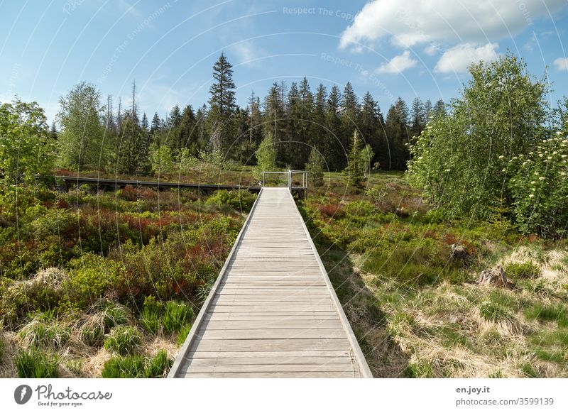 Homeland vacation in Germany - plank way in the nature reserve over meadow and bushes Lothar Trail Black Forest boardwalk nature conservation Nature reserve