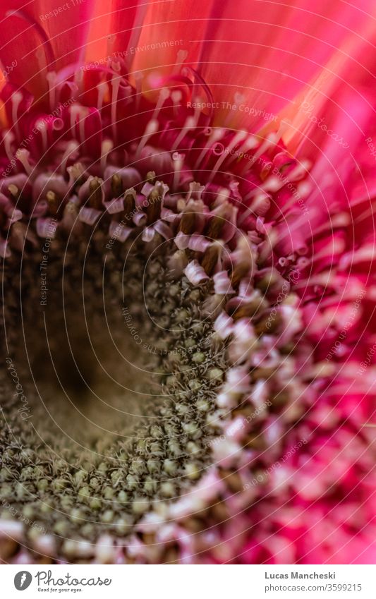 Upclose view of blooming pink Daisy in the spring sun abstract background beautiful beauty blossom bright closeup color colorful curve decoration depth