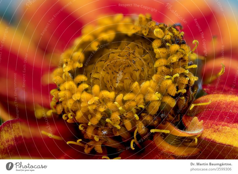 Colorful red and yellow Zinnia hybrid flower colorful closeup flower head plant Compositae Asterraceae herbaceous annual