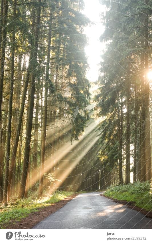 Sunrise in the Spessart Sunbeam Fog spessart Forest firs fir forest Street Nature Exterior shot Colour photo Landscape Deserted Environment Sunlight Light