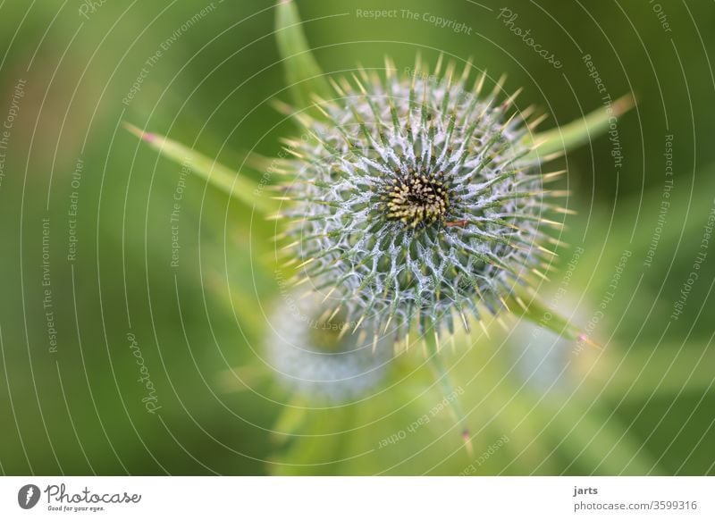 thistle Thistle prickles Plant green Macro (Extreme close-up) Thorn Point Close-up Detail Nature Growth Botany Structures and shapes Succulent plants Deserted